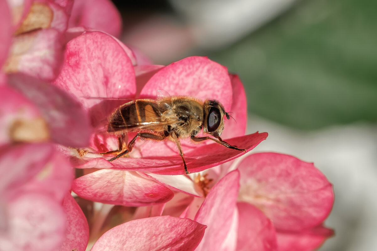 Журчалка-пчеловидка - Владимир Колесников
