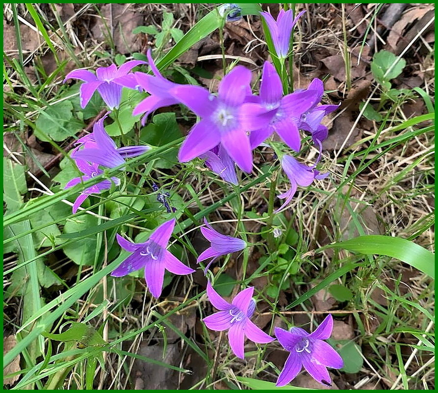 Колокольчики. - Ольга Довженко Колокольчики. - Ольга Довженко