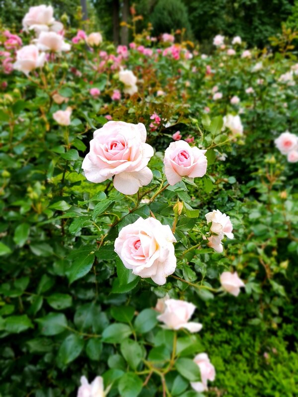 * * * * * - Татьяна ТБ