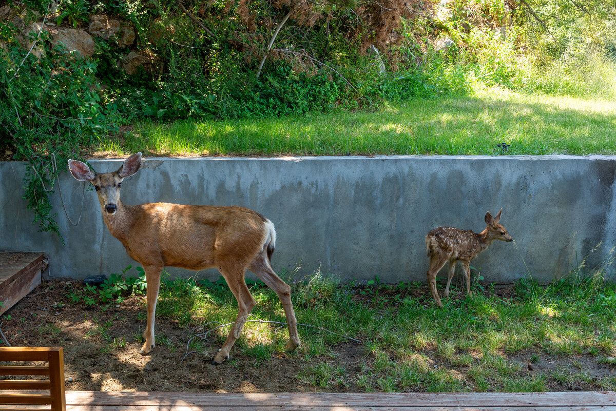 Гости на заднем дворе - **** vedin