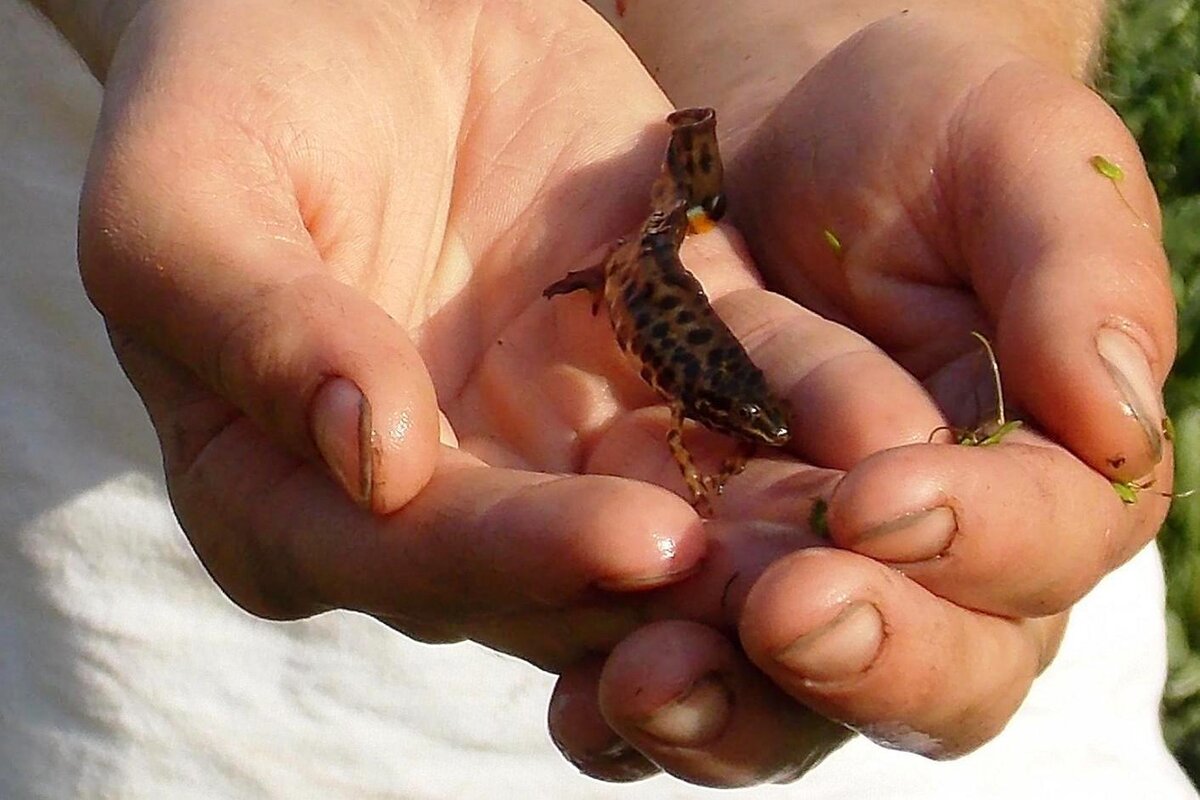 Тритон - Вера ВЕСНА см. Фотогруппа  ВЕСНА Личный Блог