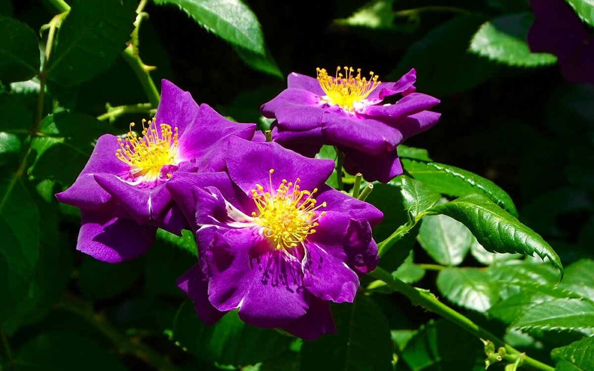 О красоте цветов. - Милешкин Владимир Алексеевич 