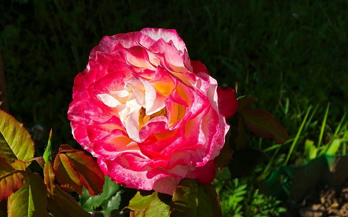 О красоте цветов. - Милешкин Владимир Алексеевич 