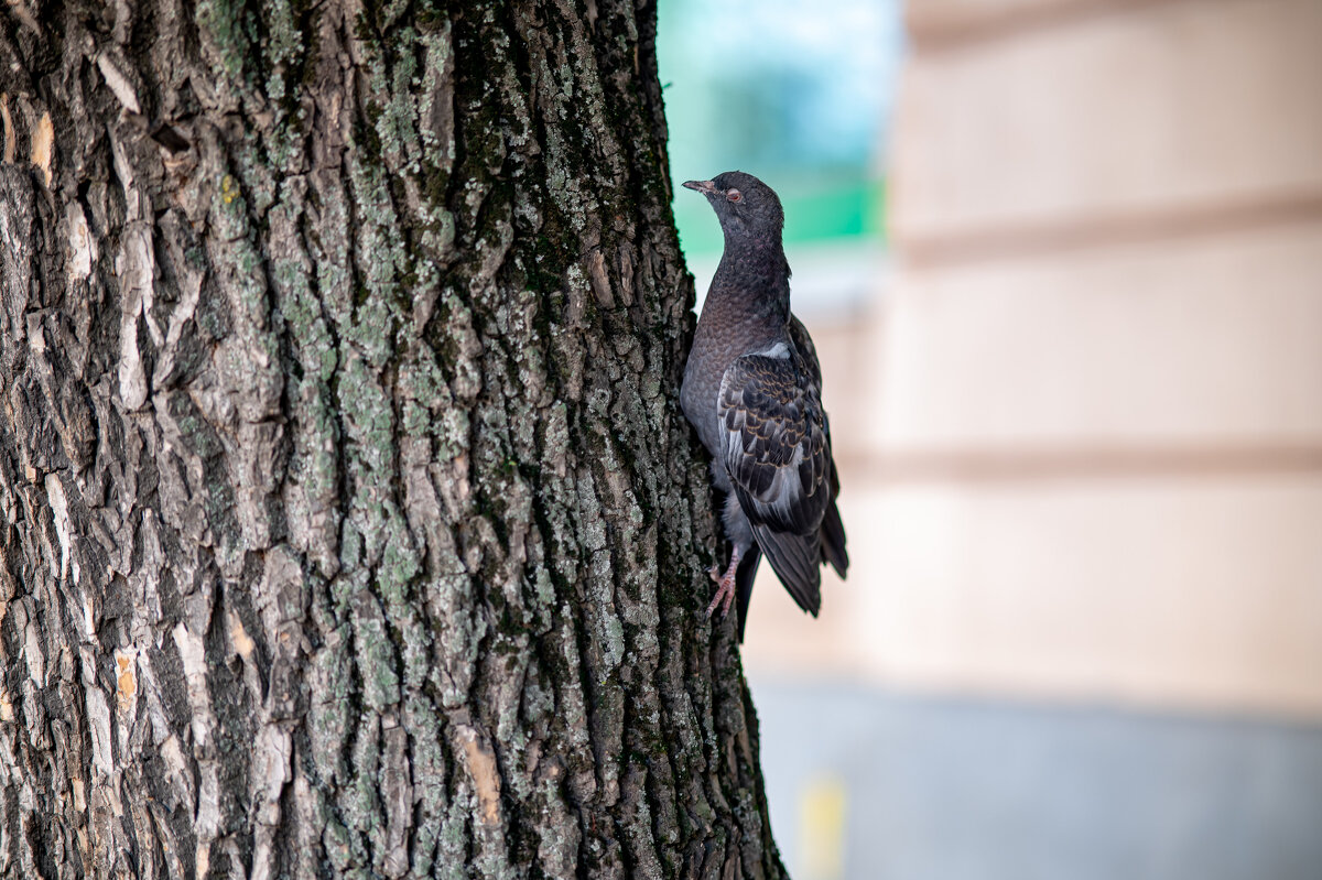 поползень - Serega Alucard X2
