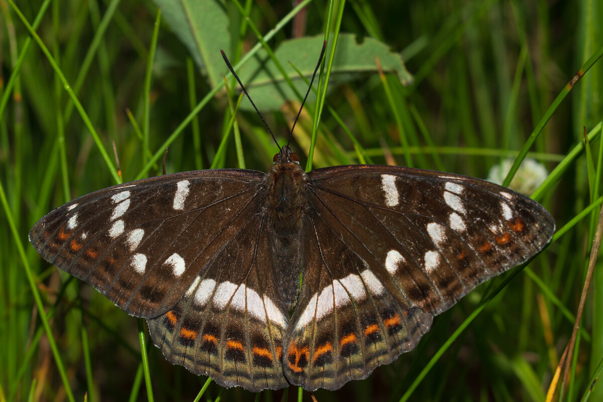 Ленточник тополёвый - Дарья Меркулова