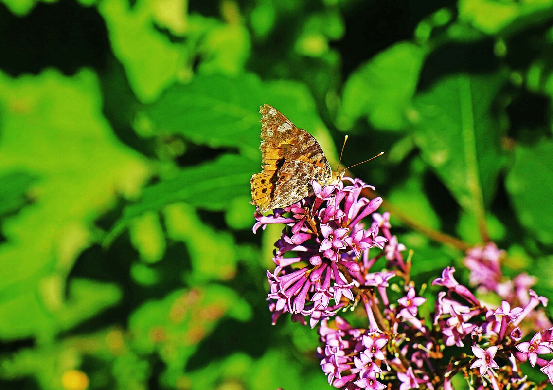 Июнь...Бабочка на цветке сирени! - Владимир 
