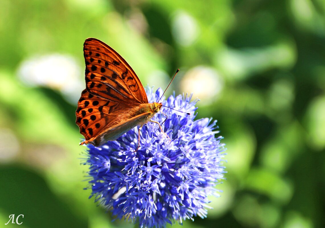 Шашечница обыкновенная - Любовь Сахарова