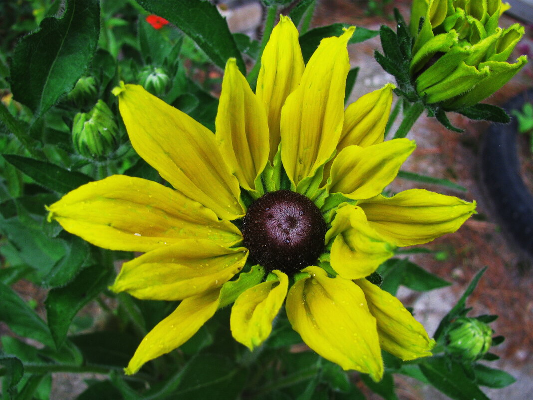 Рудбекия зацветает - Людмила Смородинская