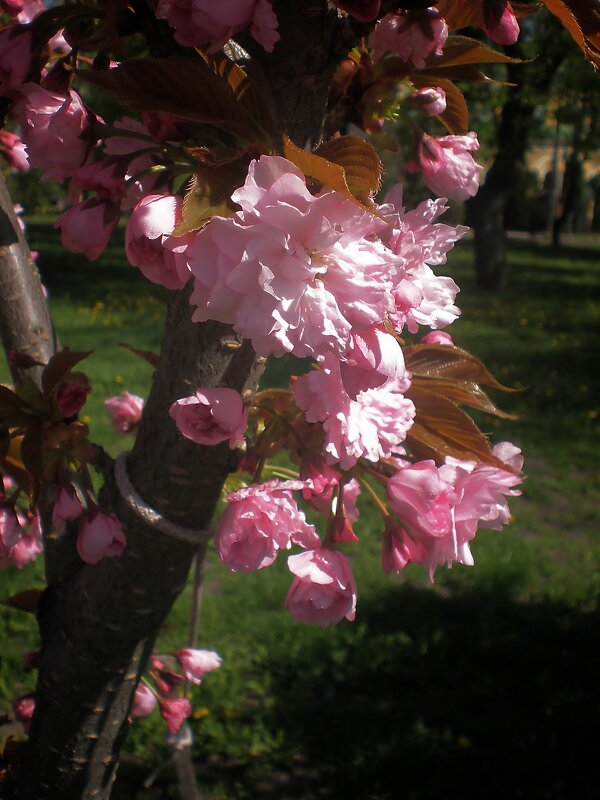 Сакура - Роман Савоцкий