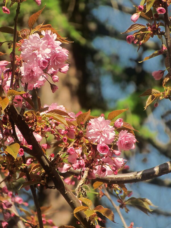 Сакура - Роман Савоцкий