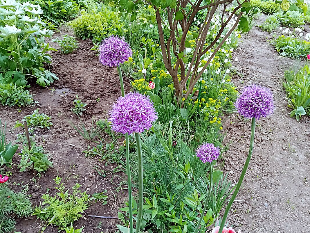 Цветы. - Владимир Драгунский