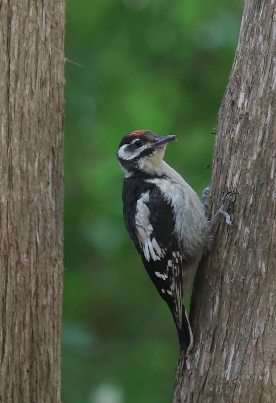 Стук. - Александр Кондаков