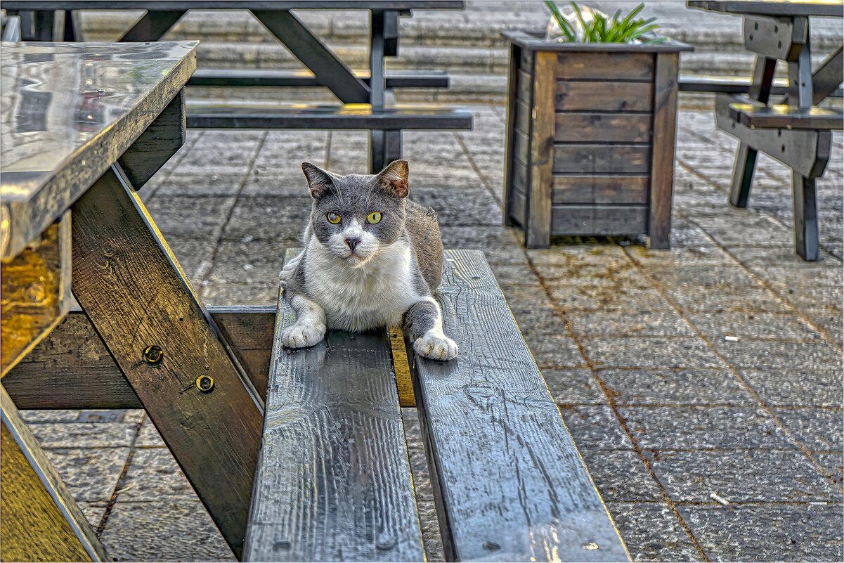 Кошка *2025г - ujgcvbif 