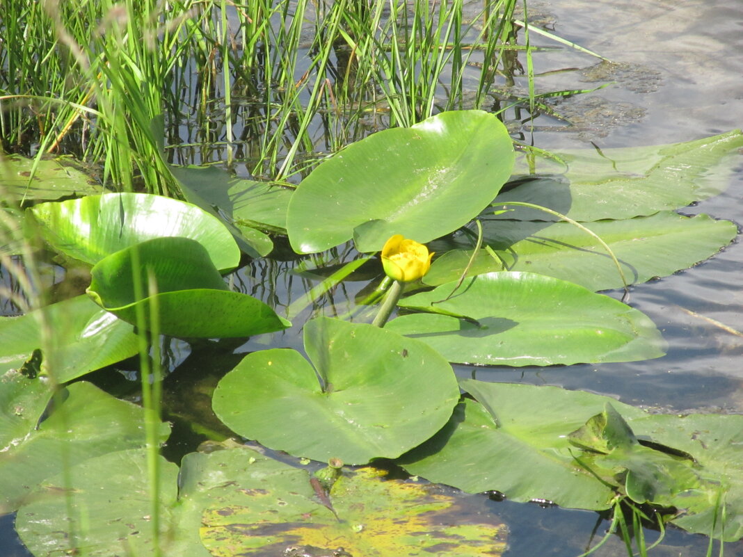 Усманка  Воронеж прекрасная окраина - Елена Шаламова