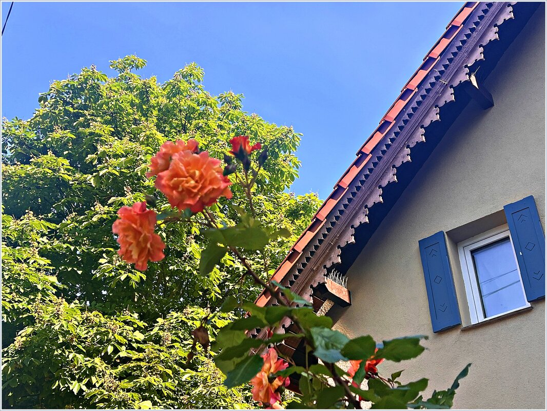 Лето, утро, Зеленоградск. - Валерия Комова