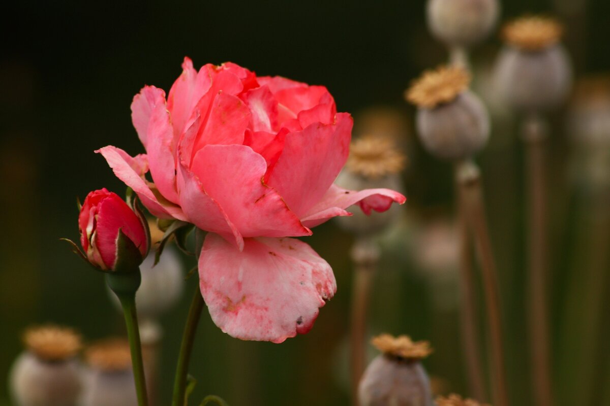 Роза и наркоманы.. - Юрий. Шмаков
