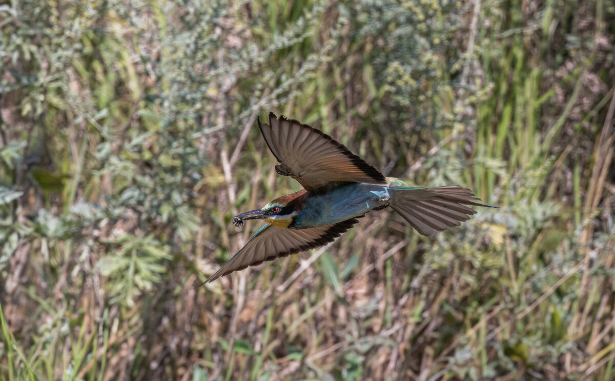 щурки - юрий макаров