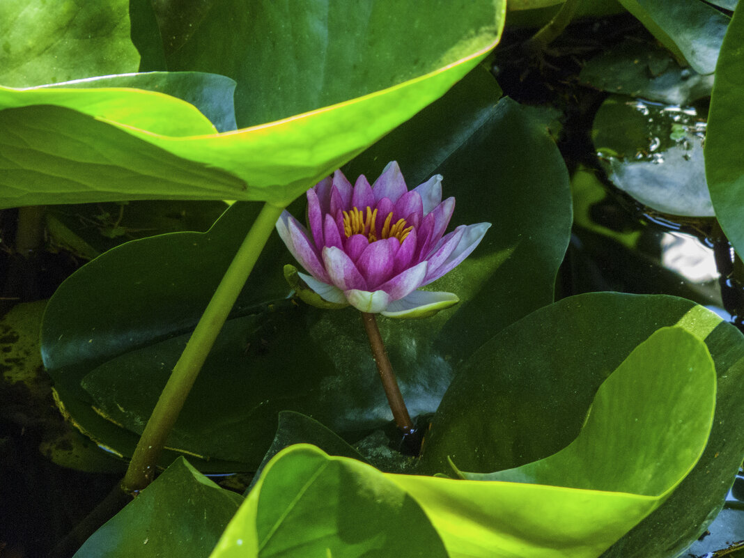 РозоваяЛилия - Валентин Семчишин