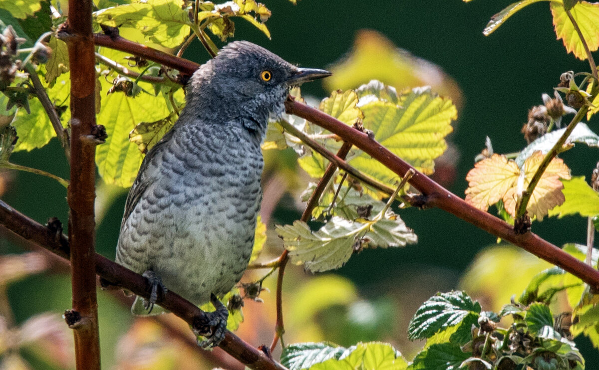 Ястребиная славка. - Владимир Безбородов