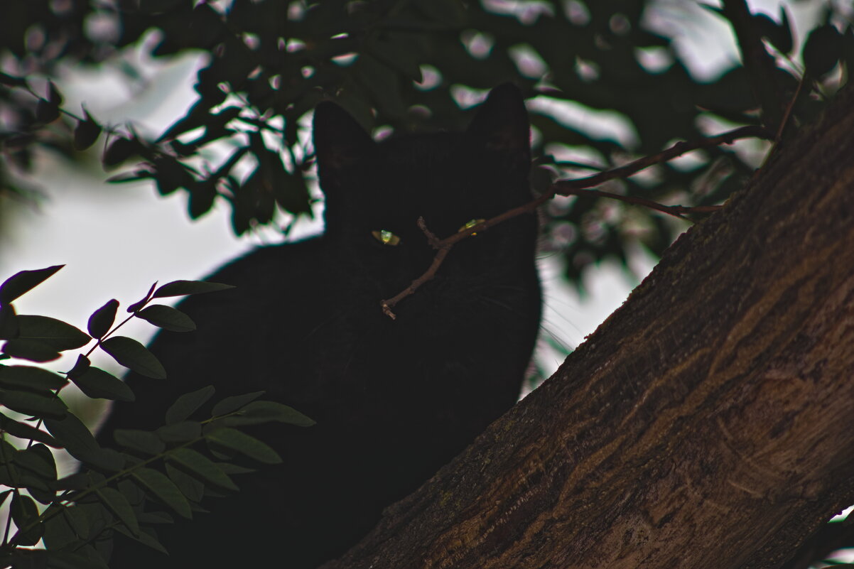 В засаде !!! - Giant Tao /