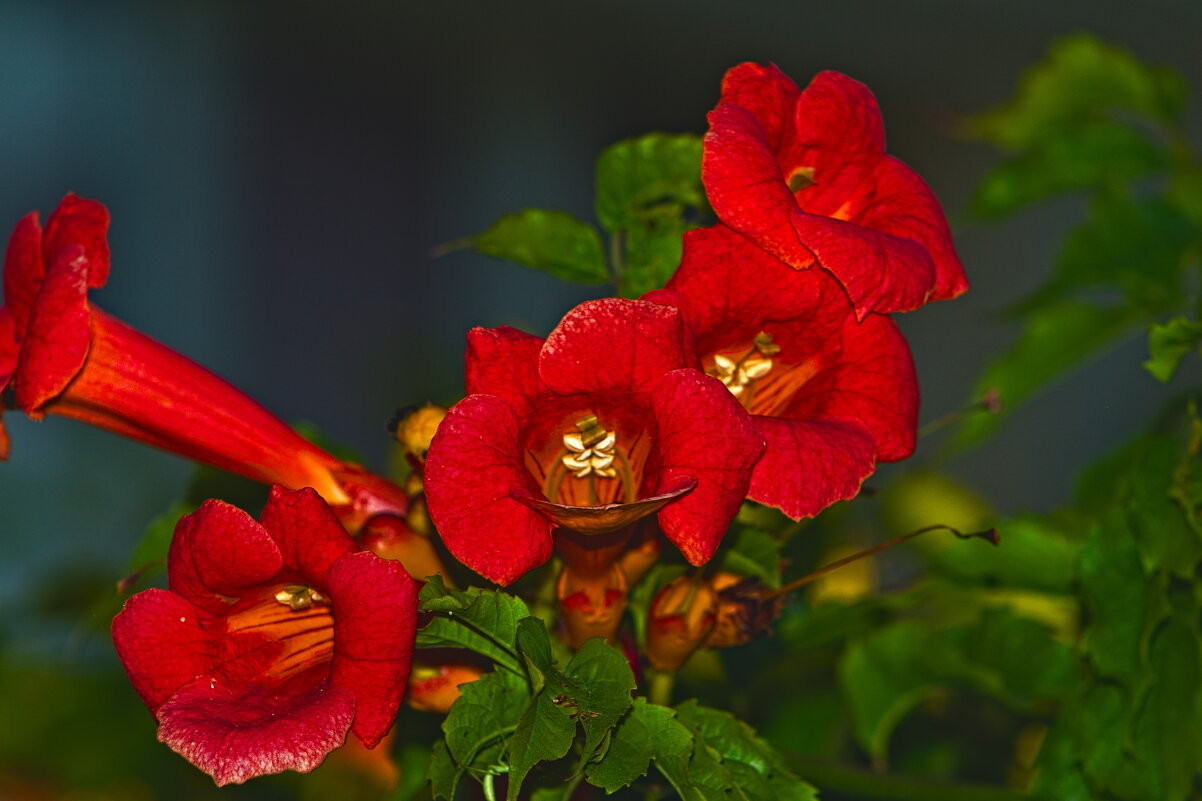 Кампсис укореняющийся - Giant Tao /