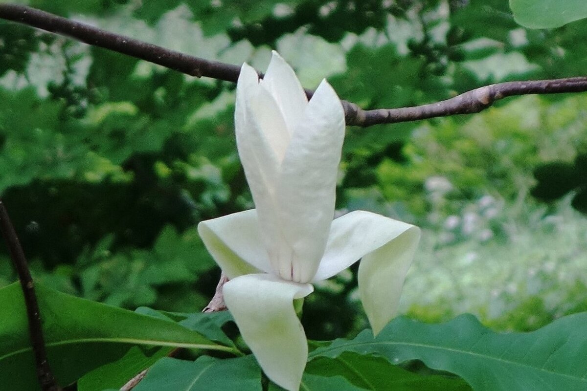 Магнолия - Рита Симонова