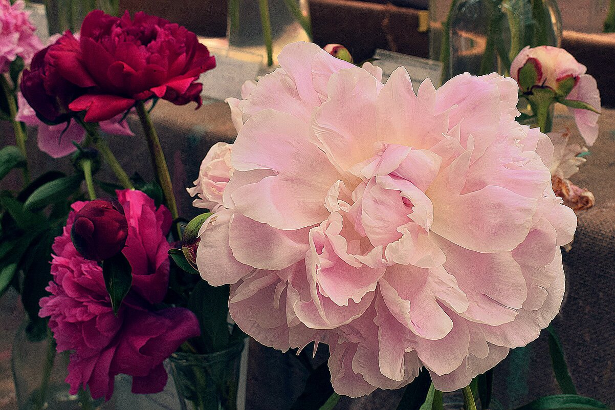 Зефирная мягкость пиона. - Татьяна Помогалова