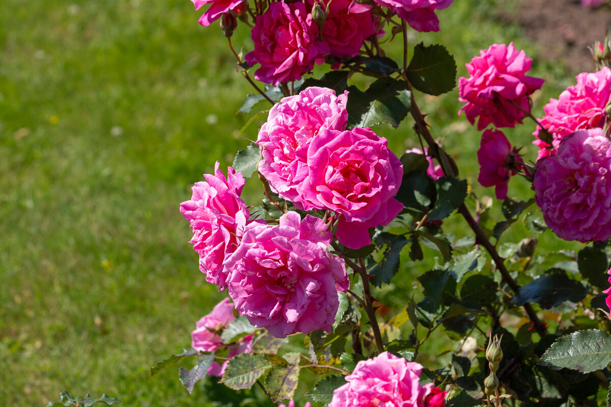 *** - Геннадий Порохов