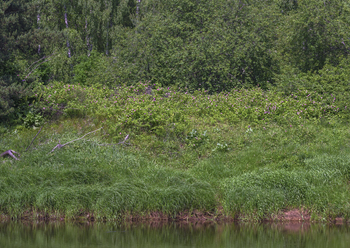 Заросли шиповника - Сергей Цветков