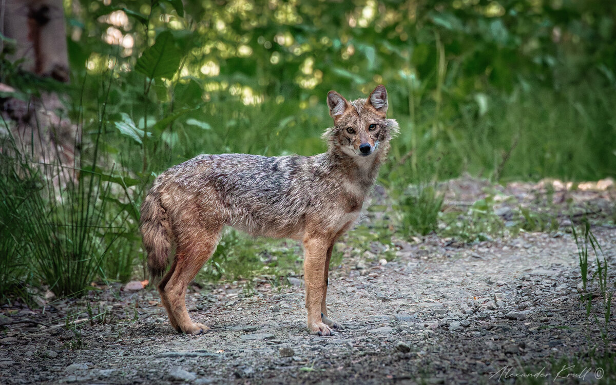 Неожиданная встреча - Александр К.
