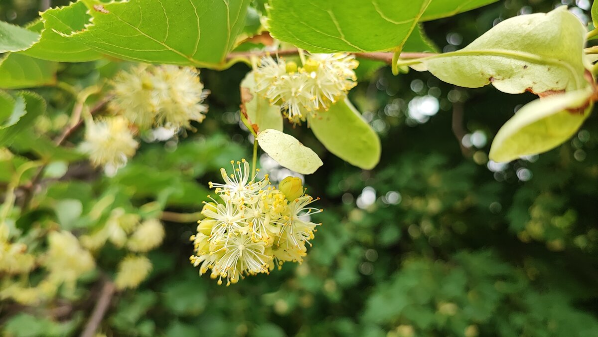 ,,, - Сергей Тимоновский