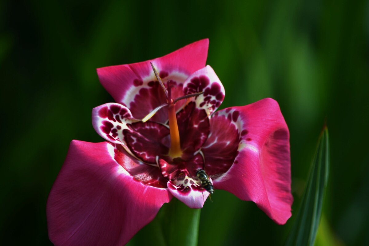 Тигридия павлинья - Татьяна Евдокимова