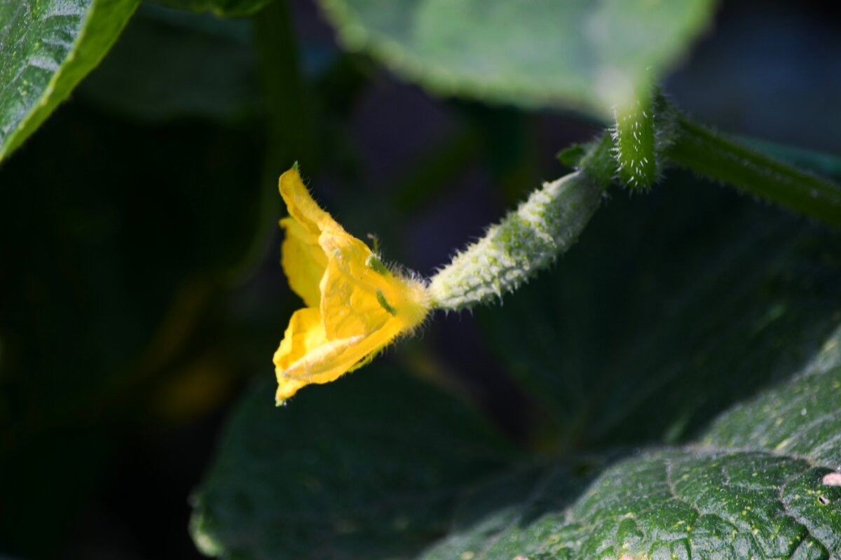 Детёныш огурца)) - Татьяна Евдокимова Детёныш огурца)) - Татьяна Евдокимова