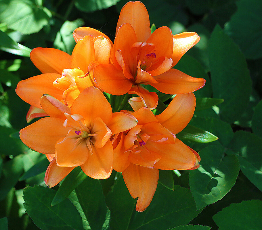 Июльские красотки - Светлана 