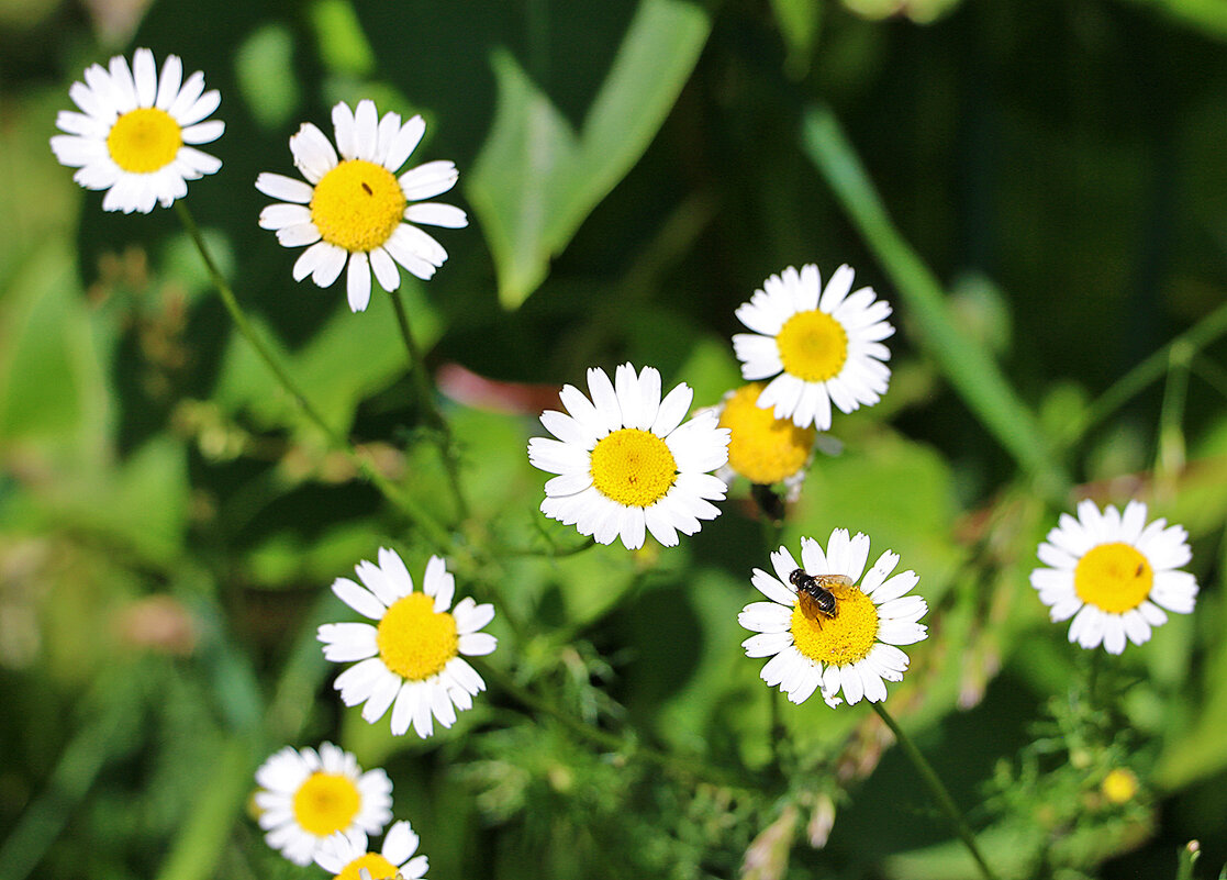 *** - Светлана 