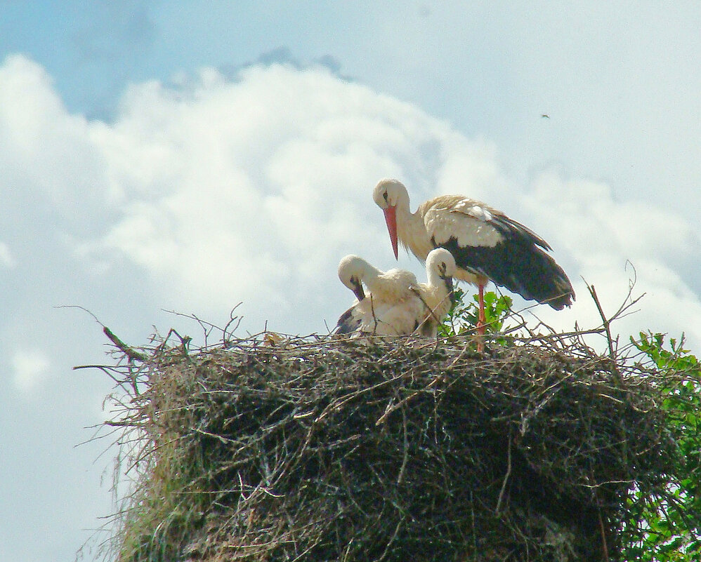 белый аист - gawrilа - dan
