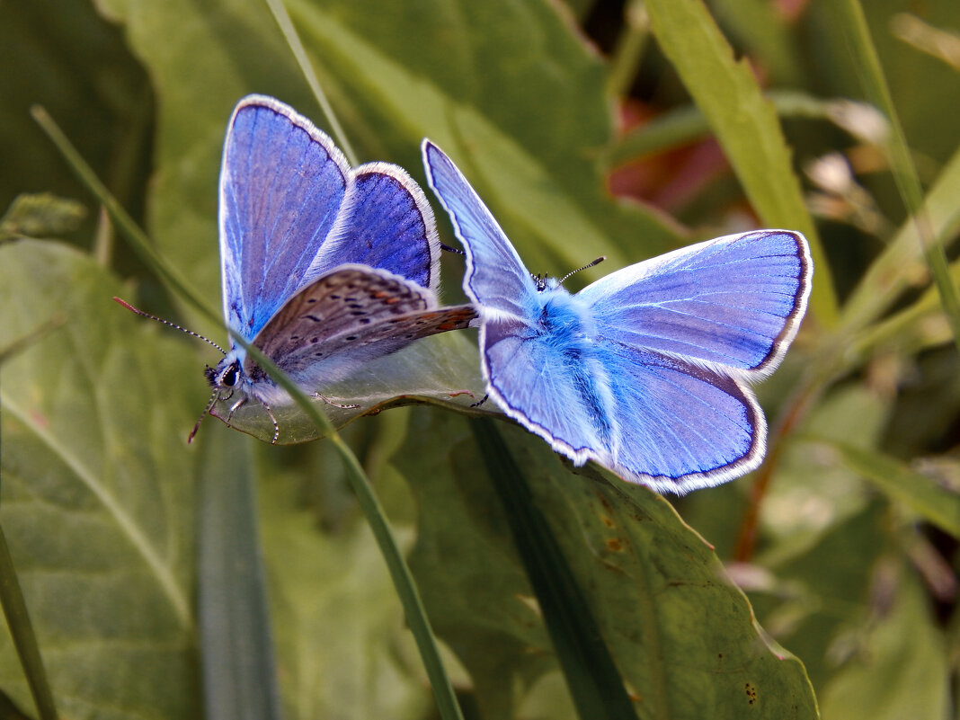 Подружки - Александр Ковальчук Подружки - Александр Ковальчук
