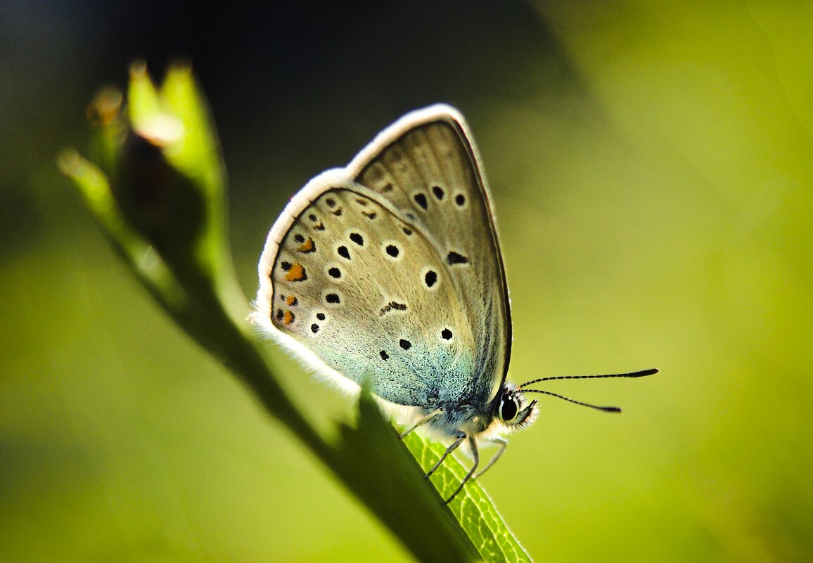 *** - Олег Алексеев