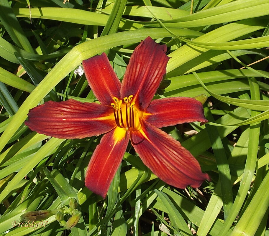 Лилейник - Freddy 97