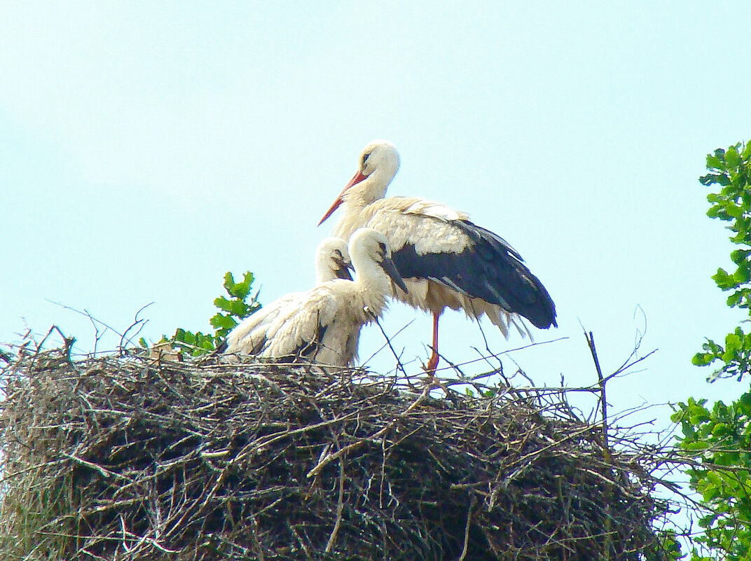 белый аист - gawrilа - dan белый аист - gawrilа - dan