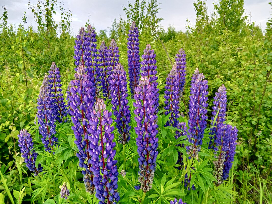 Люпин - Сапсан 