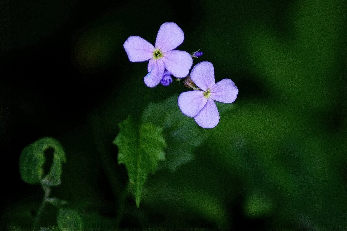 *** - Леонид leo *** - Леонид leo