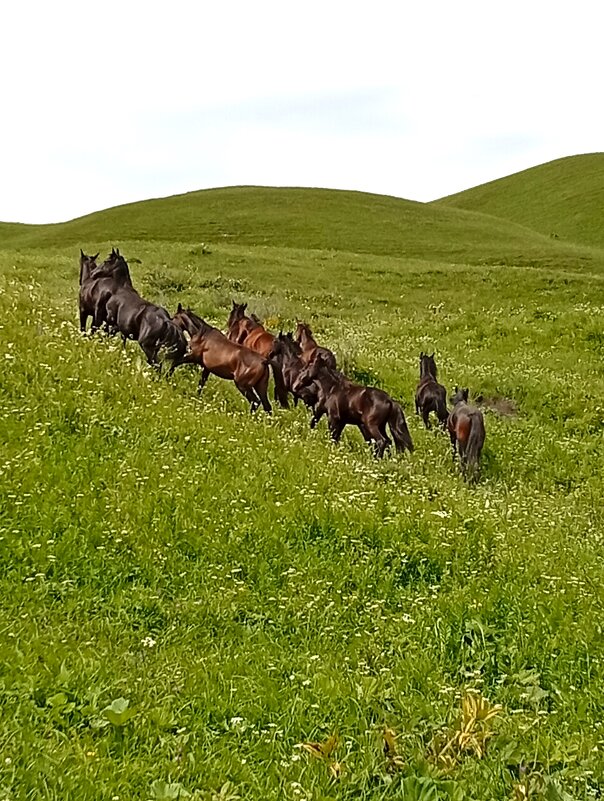 *** - Екатерина Филипенко