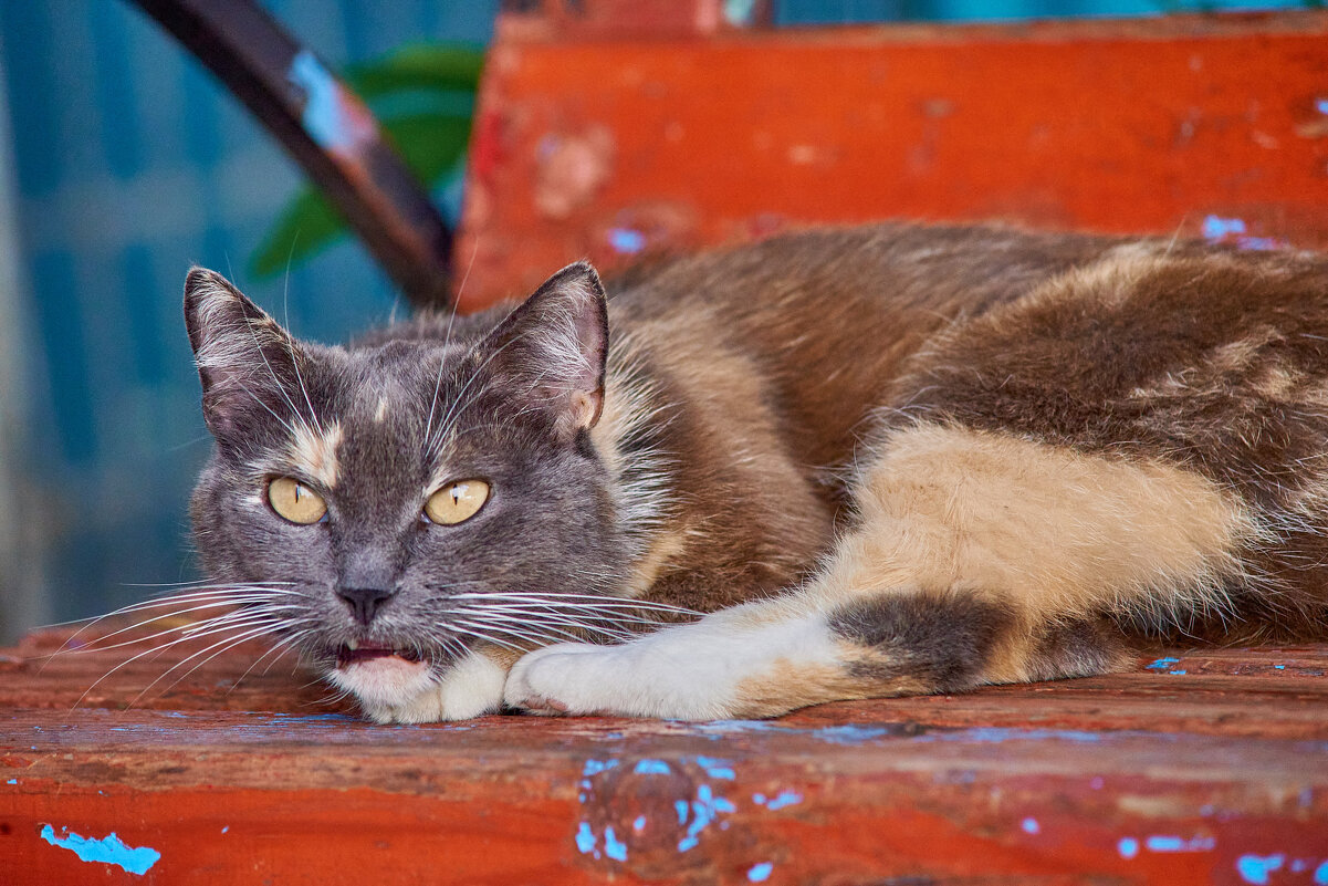 Нюша - Александр Леонов