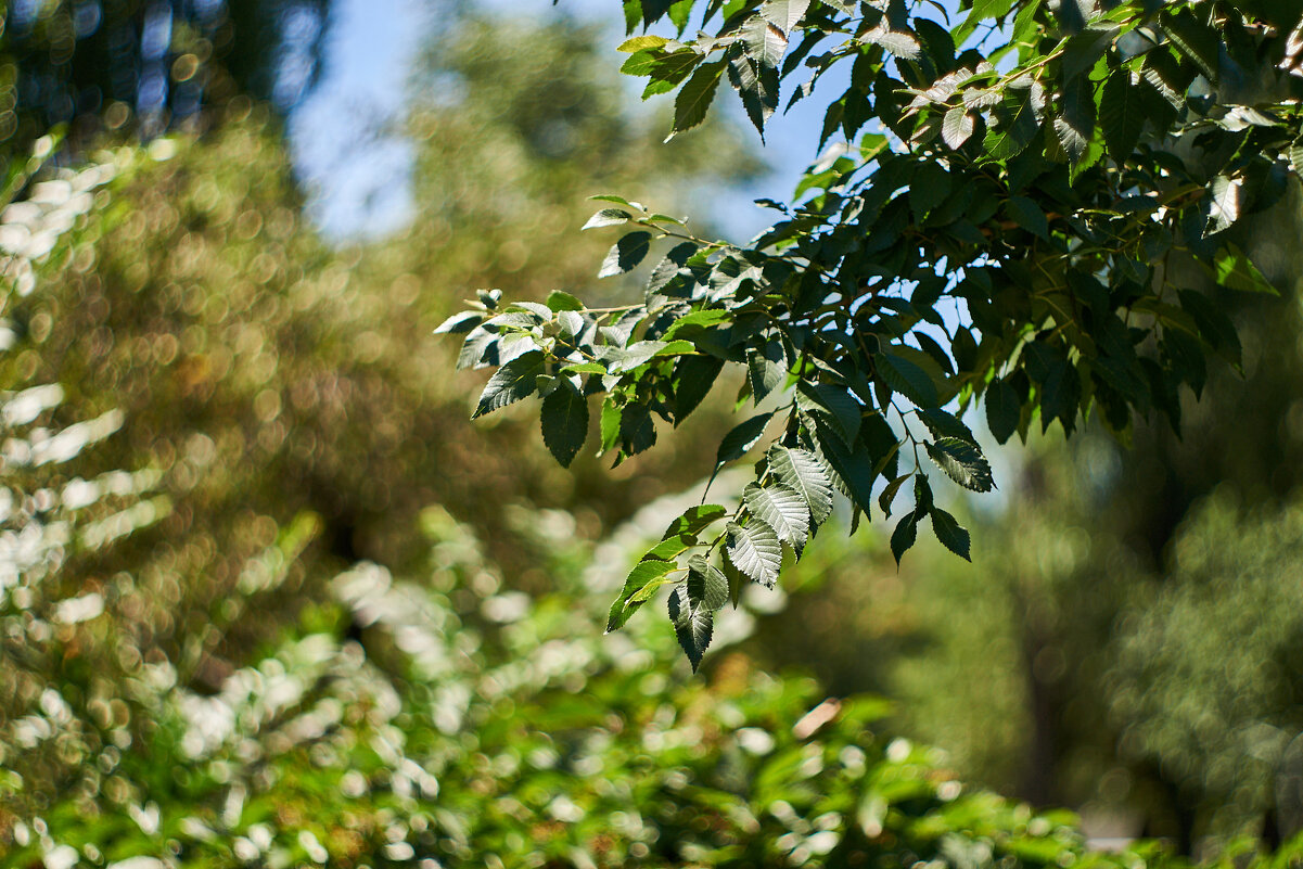 Листья - Александр Леонов