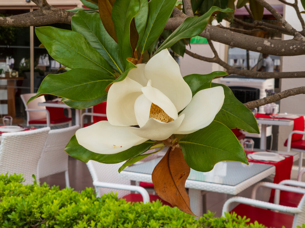 Магнолия. - Борис Калитенко