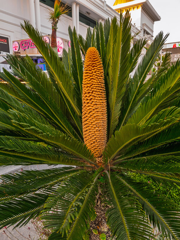 Цикас (саговник). - Борис Калитенко