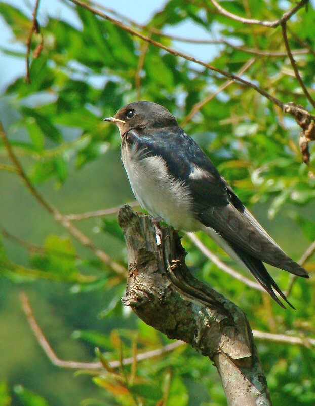 молодая деревенская ласточка - gawrilа - dan молодая деревенская ласточка - gawrilа - dan