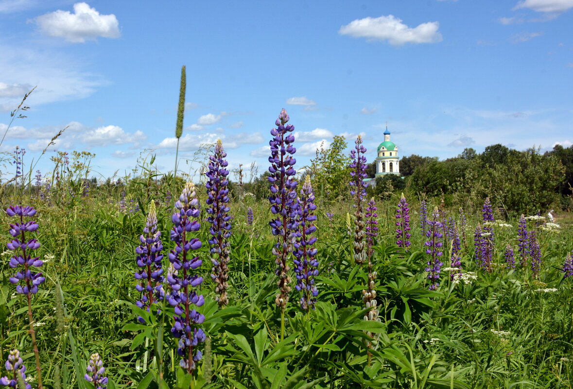 Люпиновый июль - Леонид Иванчук