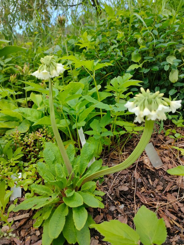 В Ботаническом саду Петрозаводска - Ирэн 
